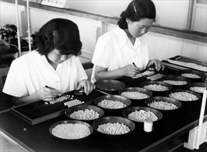 japon, sélection de perles pour leur lustre et leur sphéricité, 1956