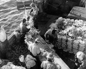 japon, traitement des crabes peches dans le pacifique nord, 1962