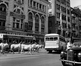asia, india, calcutta, una via con le mucche sacre in mezzo al traffico, 1964