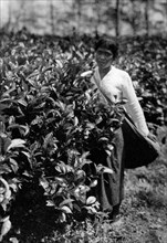asie, indonésie, femme sur une plantation, 1920 1930