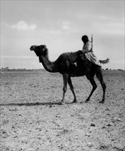 moyen-orient, iran, turcoman sur un chameau, 1920 1930