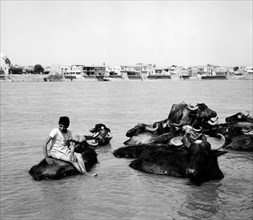 moyen-orient, mosul, scènes de vie sur le fleuve tigre, 1959