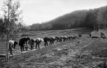 europe, italie, toscane, poppi, paysannes transplantant des sapins dans la pépinière forestière de metaleto, 1910 1920
