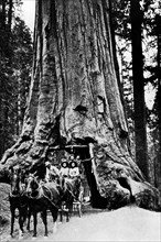 america, california, una carovana all'uscita della sequoia secolare, 1920 1930