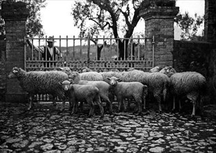 europe, italie, toscane, sienne, un troupeau de moutons dans un corral, 1900 1910