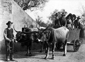 europe, italie, toscane, sienne, paysans sur un chariot tiré par des bœufs, 1910 1920
