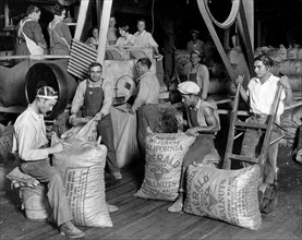 america, california, los angeles, operai lavorano all'insaccamento delle noci, 1920