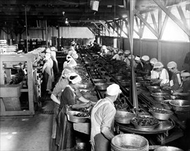 amerique, californie, ouvriers lavant des conserves de fruits, 1920