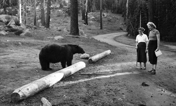 amérique, californie, des visiteuses du parc national de yosemite observent un ours, 1930 1940