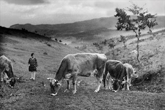 europe, italie, toscane, san baronto, pâturage de bétail, années 1920