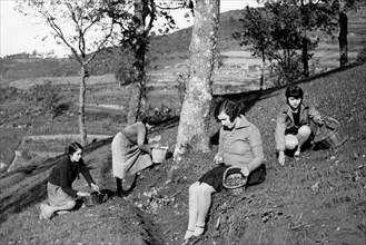 europa, italia, toscana, san baronto, donne durante la raccolta delle ghiande, 1920