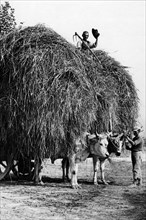 europe, italie, toscane, san baronto, paysans avec un chariot de foin tiré par des bœufs, années 1920