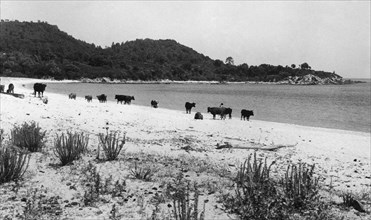 europe, france, corse, solenzara, un troupeau de bovins sur la plage, 1959