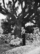 europa, francia, corsica, albero secolare, 1900 1910