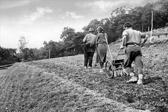 italia, toscana, pistoia, contadini durante la semina, 1920 1930