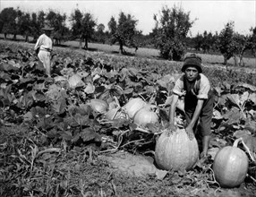 italia, toscana, coltivazione di zucche, 1920 1930