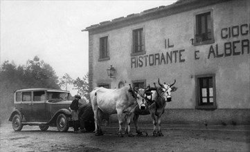 italia, toscana, firenze, automobile trainata da buoi al passo del giogo, 1950