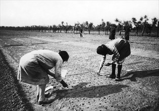 italia, toscana, contadine durante la semina, 1920 1930
