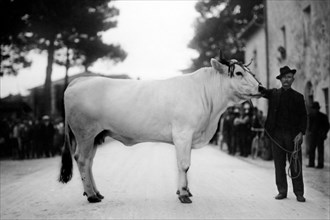 italie, toscane, agriculteur avec une vache, 1920 1930