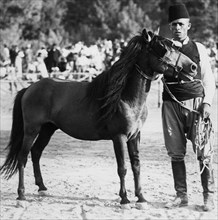 europa, grecia, rodi, allevatore con pony, 1935