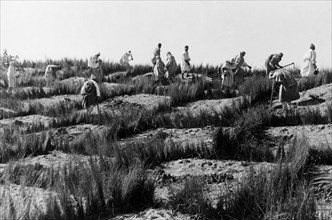 africa, libia, uomini a lavoro per l'imbrigliamento delle dune, 1930