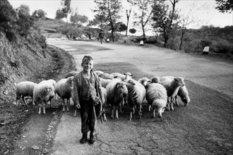 campania, provincia di salerno, pastorello sulla statale 13 presso laurito, 1959