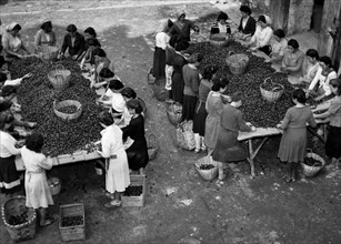 campanie, cueillette des châtaignes dans la province d'avellino, 1952