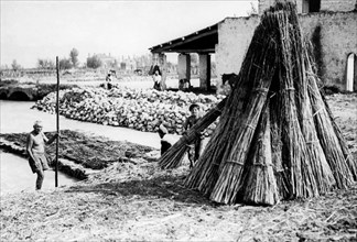 campanie, frattamaggiore, extraction du chanvre des cuves de trituration, 1910 1920