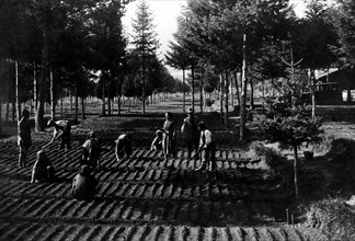 italie, campanie, la 6e légion de la milice forestière au travail dans les champs, 1920