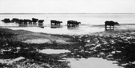 italia, campania, giugliano, lago di patria, bufale al pascolo, 1930 1940