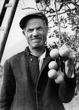 italia, sicilia, palermo, raccolta degli agrumi, 1930 1940