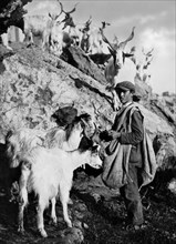 italia, sicilia, agrigento, il pastore nutre le capre con le pale di fico d'india, 1930