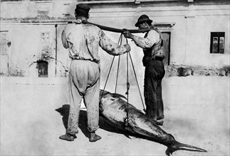 italia, sicilia, palermo, trasporto di un tonno, 1910