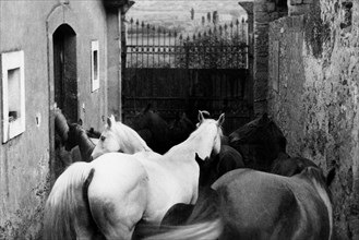 europa, italia, sicilia, caltagirone, allevamento di cavalli, 1920 1930