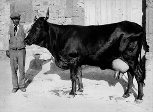 europa, italia, sicilia, caltanissetta, allevatore con vacca, 1920 1930