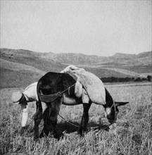 italie, sicile, enna, paysanne glaneuse, années 30