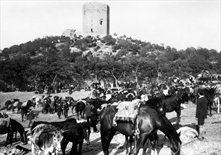 italia, sicilia, enna, fiera del bestiame, 1920 1930