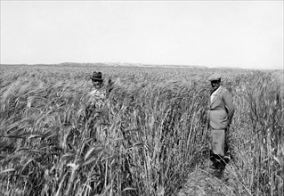 italia, sicilia, gela, campo coltivato a grano, 1937