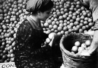 italia, sicilia, catania, industria alimentare, lavorazione della frutta, 1920