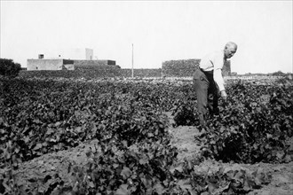 europe, italie, sicile, trapani, île de pantelleria, agriculteur dans le champ, 1930 1940