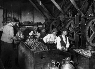 italia, sicilia, lavorazione del bergamotto, estrazione dell'essenza, 1910 1920