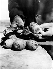 italie, sicile, comment nettoyer les figues de barbarie, 1920 1930