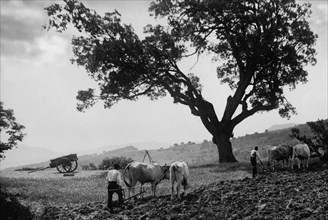 italie, basilicate, colobraro, travail agricole, 1930