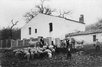 italia, basicata, chiaromonte, casa colonica e bestiame, 1920 1930