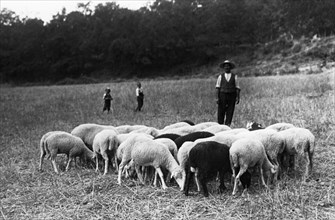 italia, basilicata, chiaromonte, un piccolo gregge con il suo pastore, 1920 1930