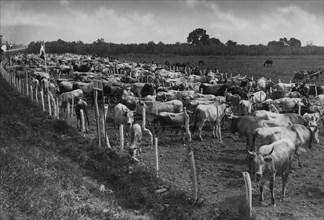 italia, calabria, piana di sibari, rassegna del bestiame bovino, 1930