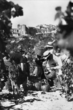 europa, italie, calabre, riace, agriculteurs pendant les vendanges, années 1920
