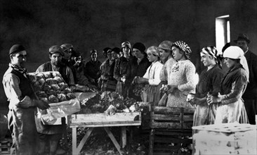 europa, italia, calabria, sibari, ingabbiamento della lattuga, 1920 1930