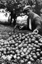 europa, italie, calabre, scilla, cueillette de citron près de favazzina, 1920 1930