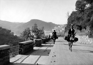europe, italie, calabre, cosenza, utilisation de mules comme moyen de transport, 1934